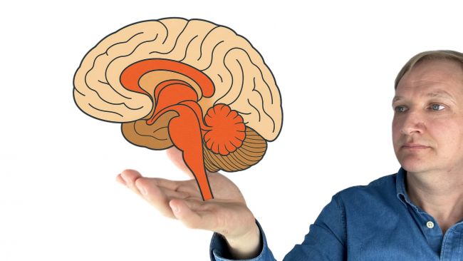 Illustration eines Gehirns mit farblich markiertem limbischen System, präsentiert in einer Hand – Symbol für die Verbindung von Emotion und Hören