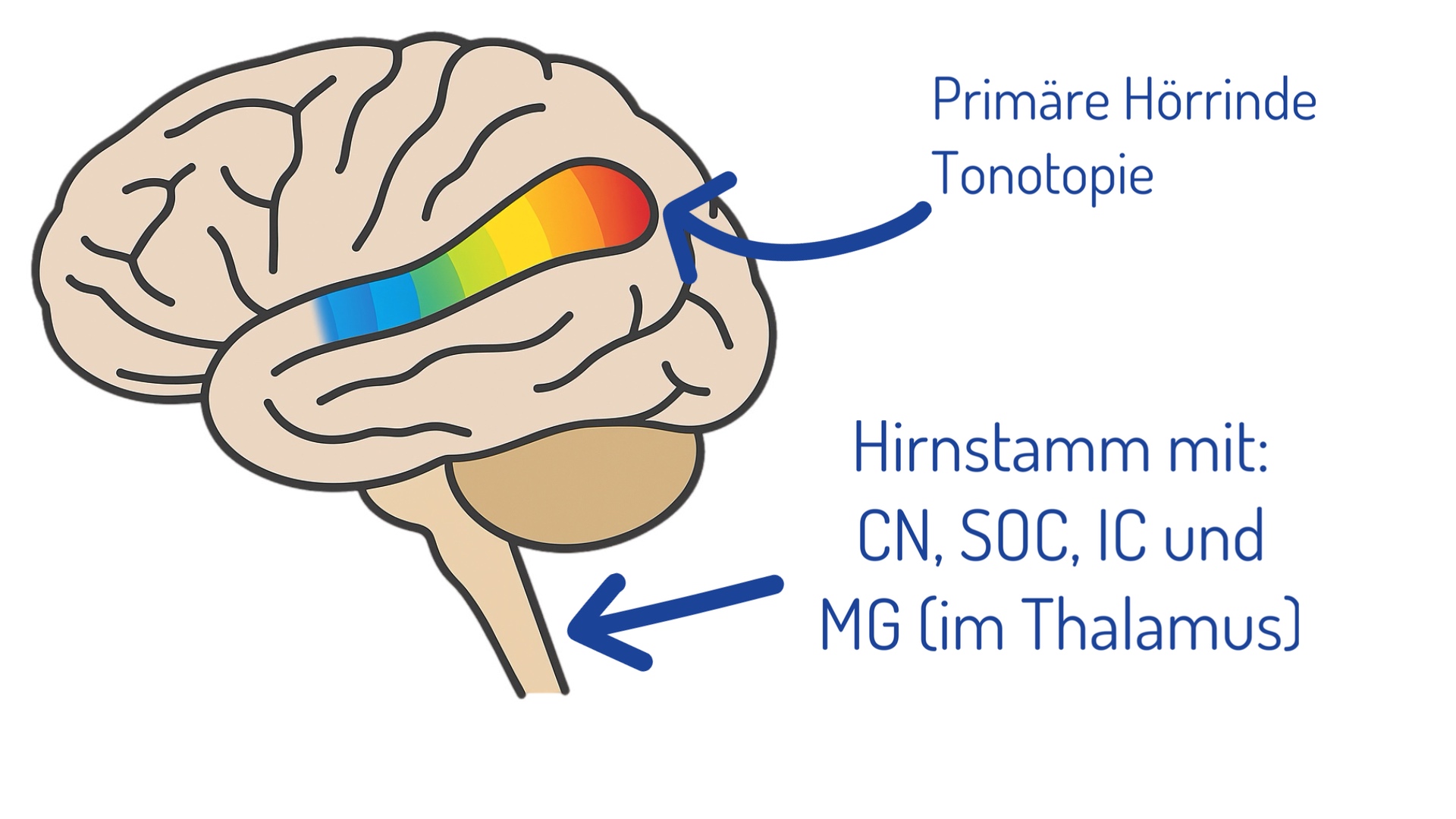 Tonotopische Organisation im auditorischen Cortex