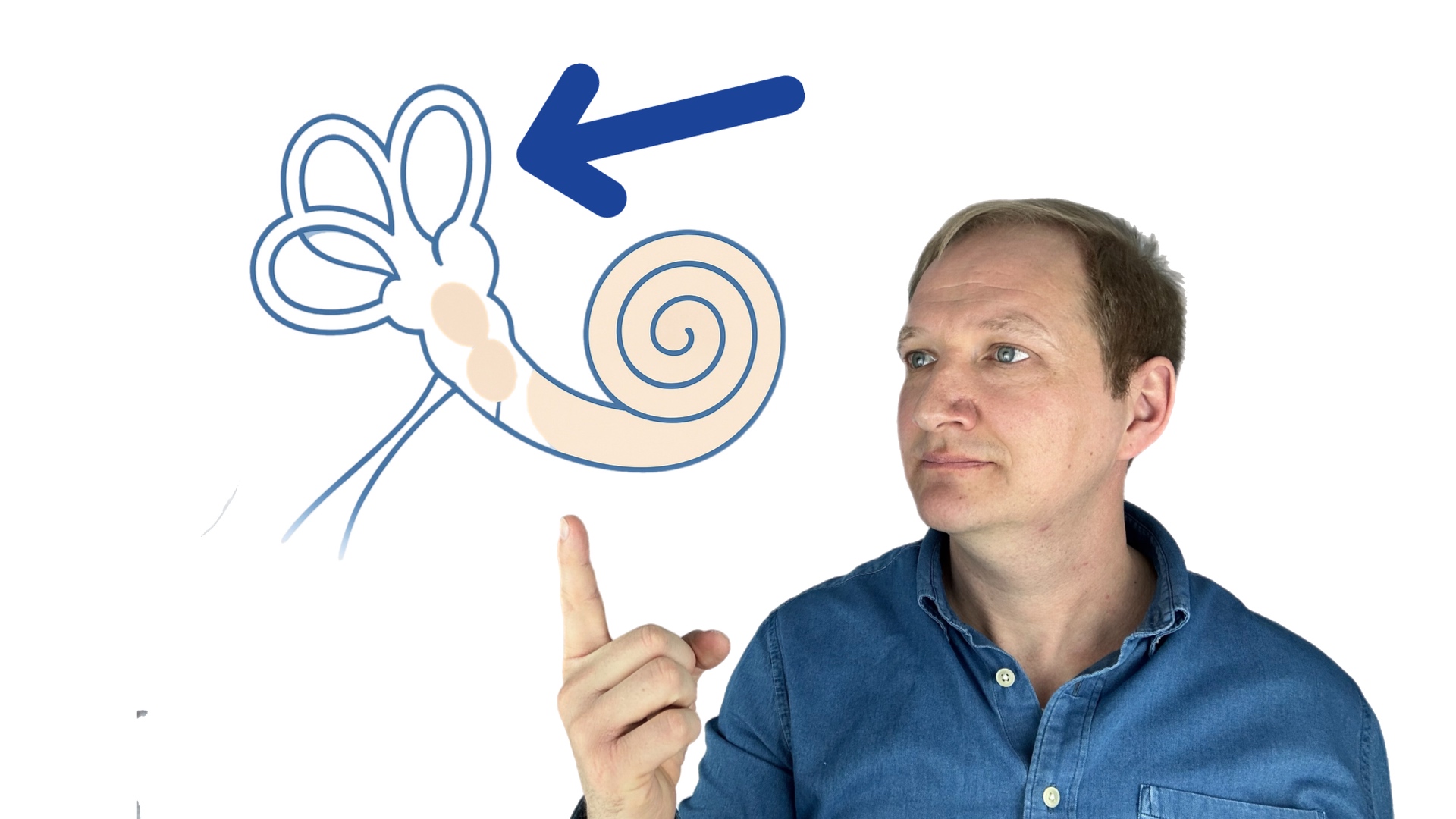 Man zeigt auf Gleichgewichtsorgan