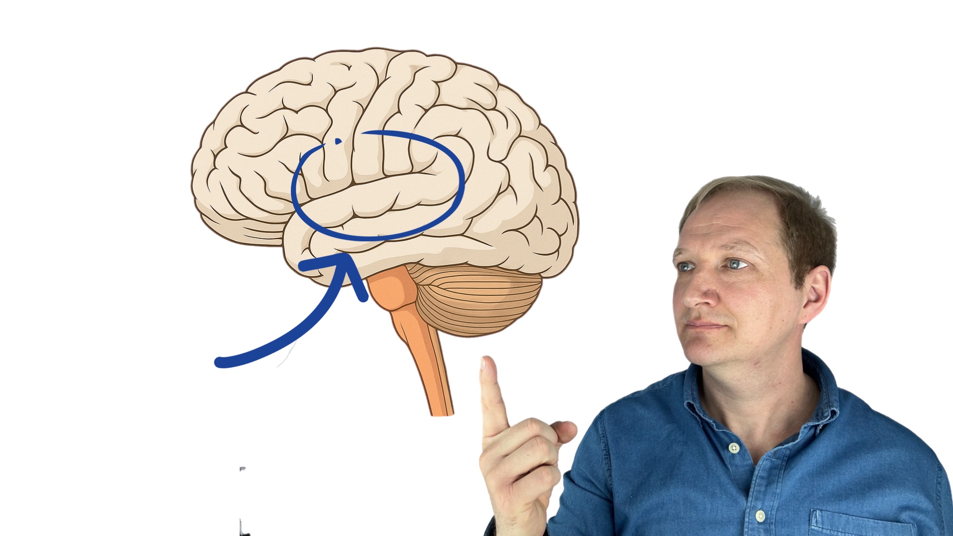 Man zeigt auf Gehirn. Dort ist die primäre Hörrinde eingezeichnet